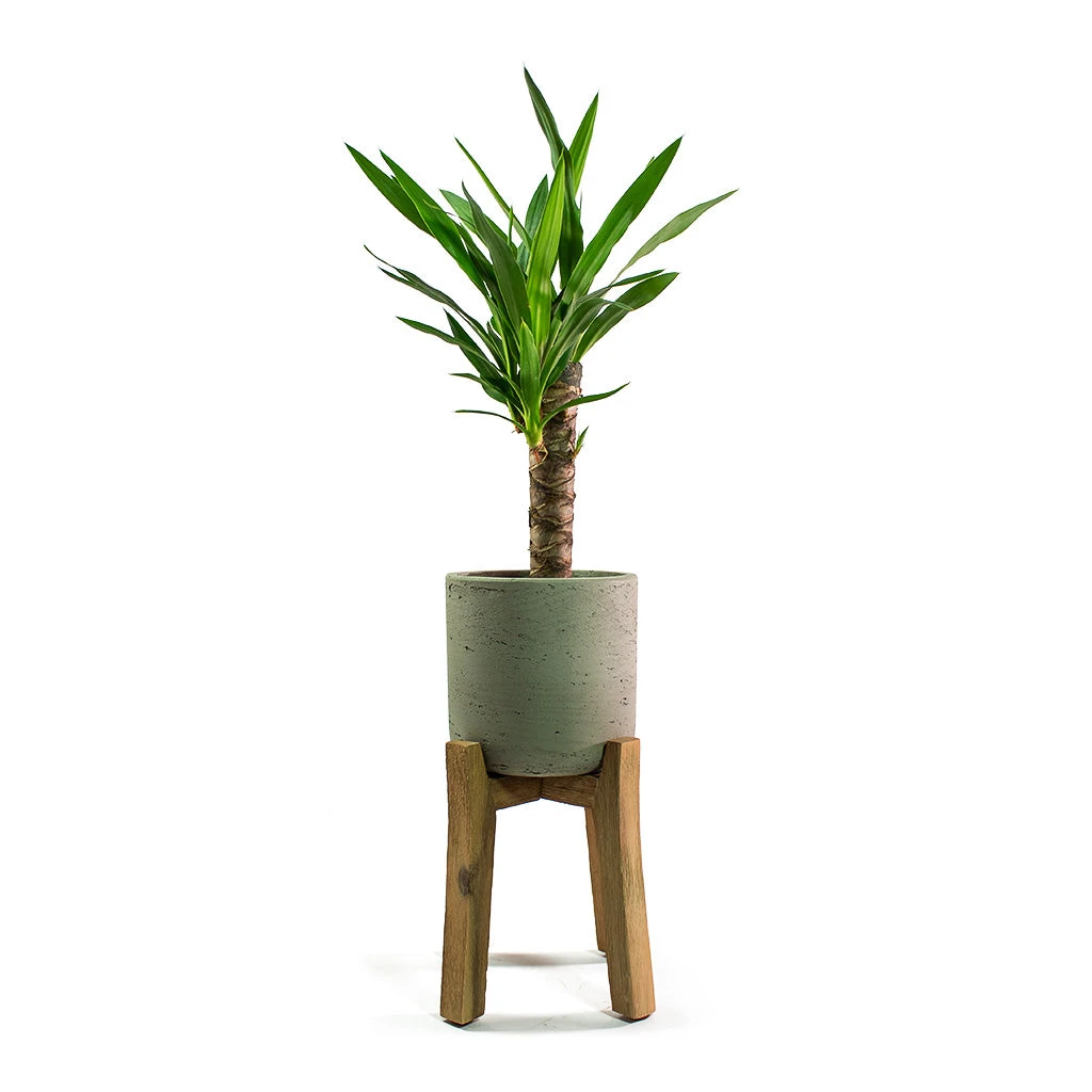 Charlie Plant Pot - Tall Stand - Grey Washed 6 Charlie Plant Pot - Tall Stand - Grey Washed - Image 6