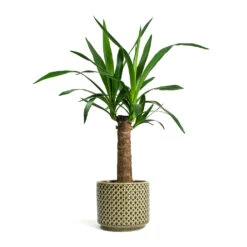 Yucca Elephantipes - Spineless Yucca -Indoor Plants Yucca elephantipes Spineless Yucca Thies Plant Pot Olive Green c12878d5 eee8 41b8 a40f 25046b21a0ee