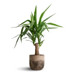Albero Plant Pot - Cement -Indoor Plants Yucca elephantipes Thick Trunk 19x80cm Albero Plant Pot Cement 21x19cm