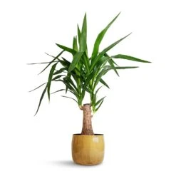 Babet Plant Pot - Camel 13 Babet Plant Pot - Camel -Indoor Plants Yucca elephantipes Thick Trunk 19x80cm Babet Plant Pot Camel 21x18cm