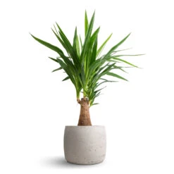Mini Valerie Plant Pot - Grey Washed -Indoor Plants Yucca elephantipes Thick Trunk 19x80cm Mini Valerie Plant Pot Grey Washed 28x22cm 74fab153 c356 46b3 a5b5 f557f2ff7b17