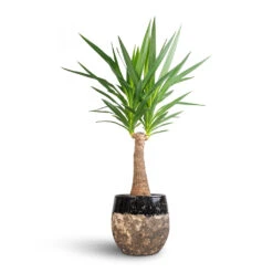 Lindy Plant Pot - Black -Indoor Plants Yucca elephantipes Thick Trunk 21x100cm Lindy Plant Pot Black 30x25cm bcda4a94 b58c 4074 a1dc 305c698d8b28