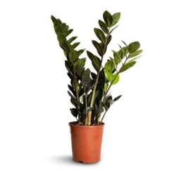 Zamioculcas Zamiifolia - Raven ZZ Plant -Indoor Plants Zamioculcas zamiifolia Raven ZZ Plant 14x50cm