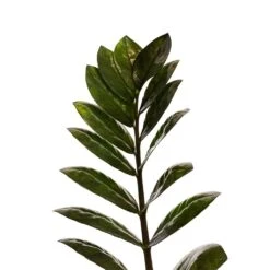 Zamioculcas Zamiifolia - Raven ZZ Plant -Indoor Plants Zamioculcas zamiifolia Raven ZZ Plant 14x50cm Close Up