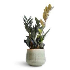 Zamioculcas Zamiifolia - Raven ZZ Plant -Indoor Plants Zamioculcas zamiifolia Raven ZZ Plant 14x50cm Iris Plant Pot Mint 18x15cm b5396ae6 031c 4e8d b291 65fb86e22ef9