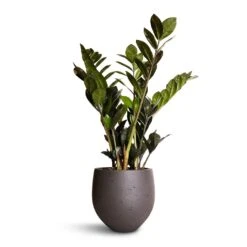 Zamioculcas Zamiifolia - Raven ZZ Plant -Indoor Plants Zamioculcas zamiifolia Raven ZZ Plant 14x50cm Mini Orb Kevan Plant Pot Black Washed 18x15cm