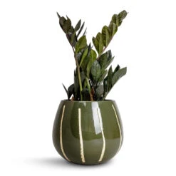 Nova Plant Pot - Green -Indoor Plants Zamioculcas zamiifolia Raven ZZ Plant 14x50cm Nova Plant Pot Green 23x18cm