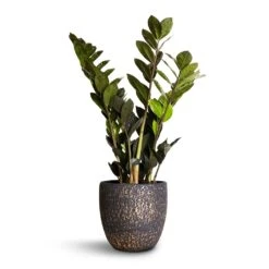 Zamioculcas Zamiifolia - Raven ZZ Plant -Indoor Plants Zamioculcas zamiifolia Raven ZZ Plant 14x50cm Rinca Plant Pot Shiny Black 17x15cm