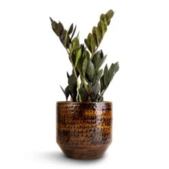 Sanna Plant Pot - Savanna -Indoor Plants Zamioculcas zamiifolia Raven ZZ Plant 14x50cm Sanna Plant Pot Savanna 18x17cm 1 caa813fb a73a 4a09 abf9 13f15c1488c1