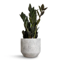 Solento Plant Pot - White Speckle -Indoor Plants Zamioculcas zamiifolia Raven ZZ Plant 14x50cm Solento Plant Pot White Speckle 16x14cm