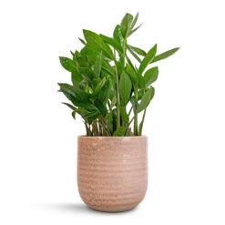 Ocean Glaze Plant Pot - Morganite -Indoor Plants Zamioculcas zamiifolia ZZ Plant 14x40cm Ocean Glaze Plant Pot Morganite 16x16cm