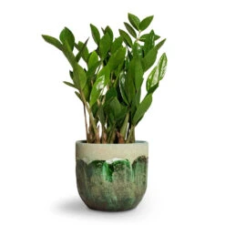 Moon Plant Pot - Jungle -Indoor Plants Zamioculcas zamiifolia ZZ Plant 14x50cm Moon Plant Pot Jungle 17x15cm 53195c0d 67b4 4afe 9e37 8b51cfb0e881