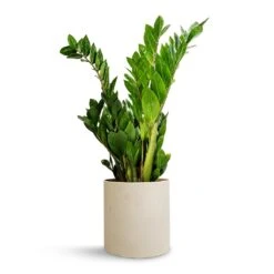 Puk Refined Planter - Natural White -Indoor Plants Zamioculcas zamiifolia ZZ Plant 17x65cm Puk Refined Planter Natural White 20x20cm f00973fd e81e 4dab 81a7 0c25b406f5d3