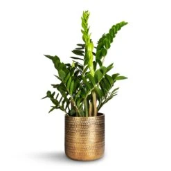 Solis Embossed Plant Pot - Gold 16 Solis Embossed Plant Pot - Gold -Indoor Plants Zamioculcas zamiifolia ZZ Plant 21x80cm Solis Embossed Plant Pot Gold 25x25cm 7539f515 6012 4e89 a7cf fda3ef5c4885