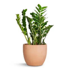 Terracotta Plant Pot -Indoor Plants Zamioculcas zamiifolia ZZ Plant 27x100cm Terracotta Plant Pot 38x33cm 95f398d2 dec7 49bc a69e cd2e85772cb5