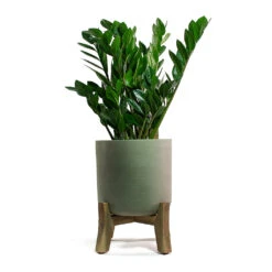 Charlie Plant Pot - Low Stand - Grey Washed 12 Charlie Plant Pot - Low Stand - Grey Washed -Indoor Plants Zamioculcas zamiifolia ZZ Plant Charlie Plant Pot Low Stand Grey Washed