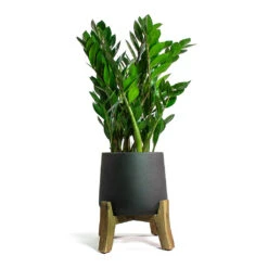 Patt Plant Pot - Low Stand - Black Washed -Indoor Plants Zamioculcas zamiifolia ZZ Plant Patt Plant Pot Low Stand Black Washed 5e97ef9d d040 4d04 8633 61631dfb3c41
