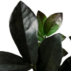 Zamioculcas Zamiifolia - Raven ZZ Plant -Indoor Plants Zamioculcaszamiifolia RavenZZPlant 1
