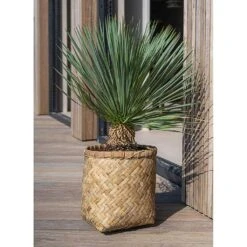 Zayn Bamboo Planter -Indoor Plants Zayn Bamboo Planter Outdoor
