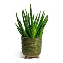 Aloe Vera Clumb 10 Aloe Vera Clumb -Indoor Plants aloe vera clumb bekka Plant Pot mint