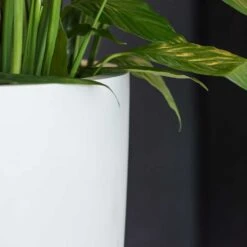 Ben Essentials Planter - Matt White 16 Ben Essentials Planter - Matt White -Indoor Plants ben indoor planter essential matte white close up