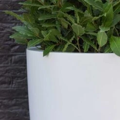 Ben Essentials Planter - Matt White 14 Ben Essentials Planter - Matt White -Indoor Plants ben planter essential matte white close up