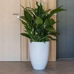 Ben Essentials Planter - Matt White 12 Ben Essentials Planter - Matt White -Indoor Plants ben planter essential matte white peace lilly