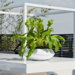 Tara Essentials Bowl Planter - Matt White -Indoor Plants essential glossy tara 1