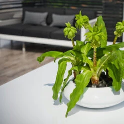 Tara Essentials Bowl Planter - Matt White -Indoor Plants essential glossy tara 2