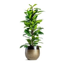 Mya Plant Pot - Deep Champagne 21 Mya Plant Pot - Deep Champagne -Indoor Plants mya deep champagne plant pot Ficus cyathistipula African Fig