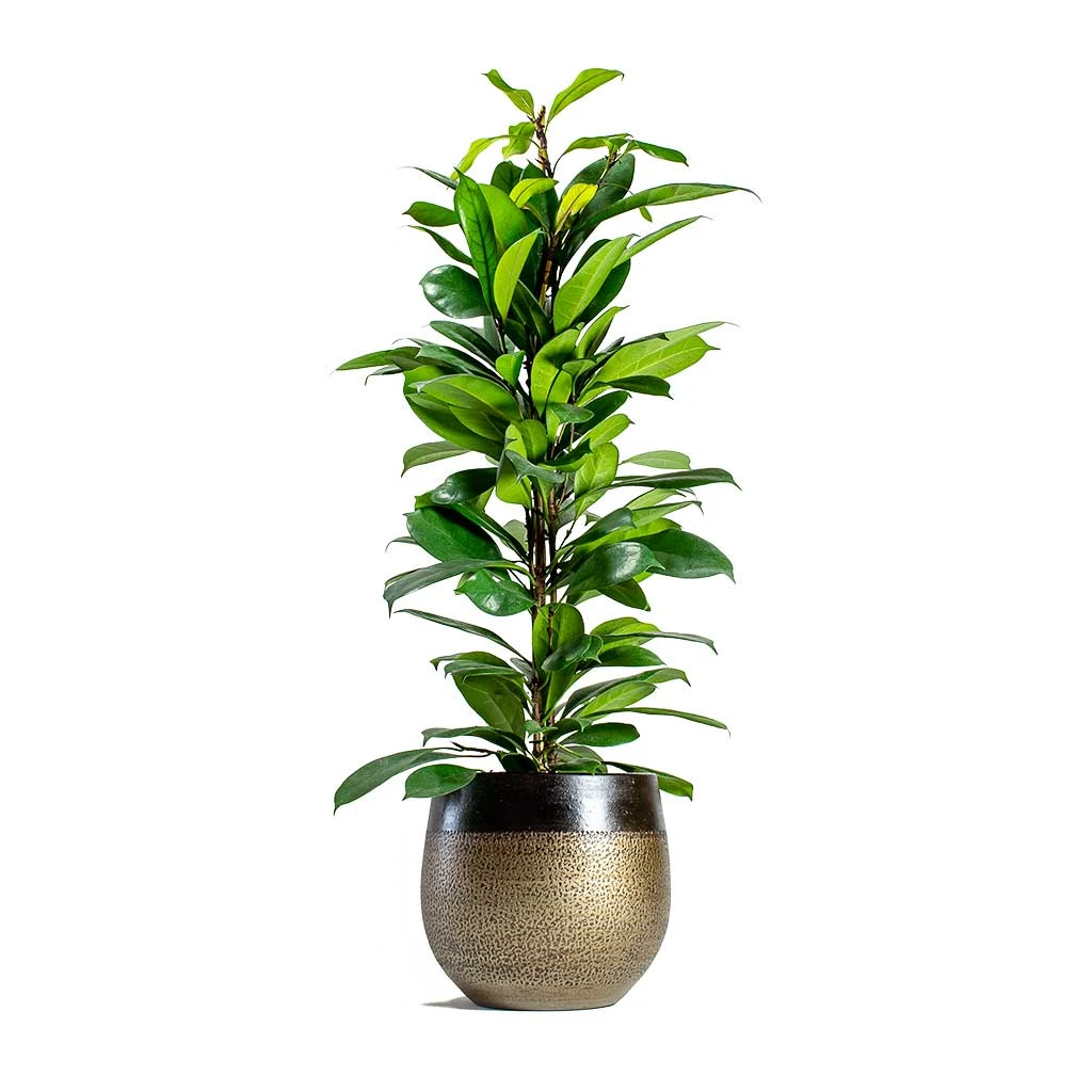 Mya Plant Pot - Deep Champagne 7 Mya Plant Pot - Deep Champagne - Image 7