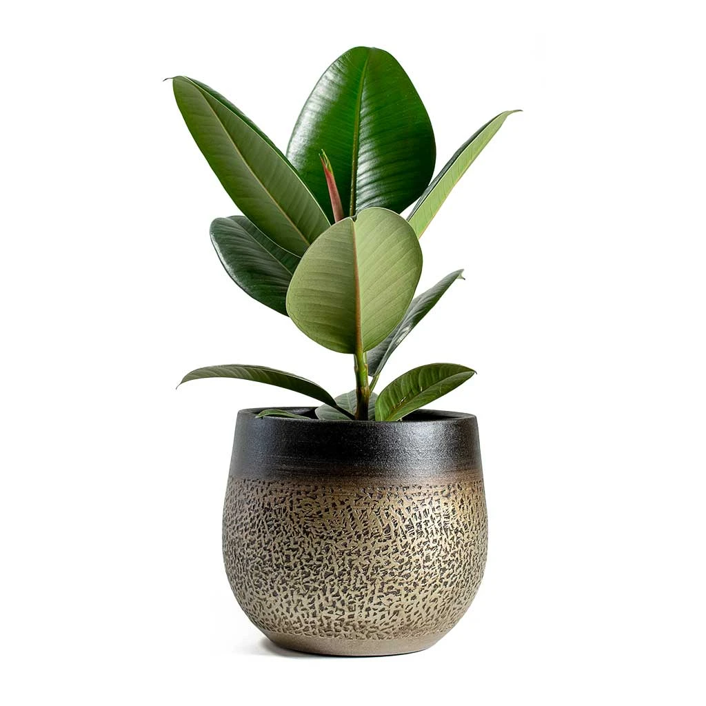 Mya Plant Pot - Deep Champagne 10 Mya Plant Pot - Deep Champagne - Image 10
