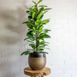 Mya Plant Pot - Deep Champagne 26 Mya Plant Pot - Deep Champagne -Indoor Plants mya deep champagne plant pot african fig