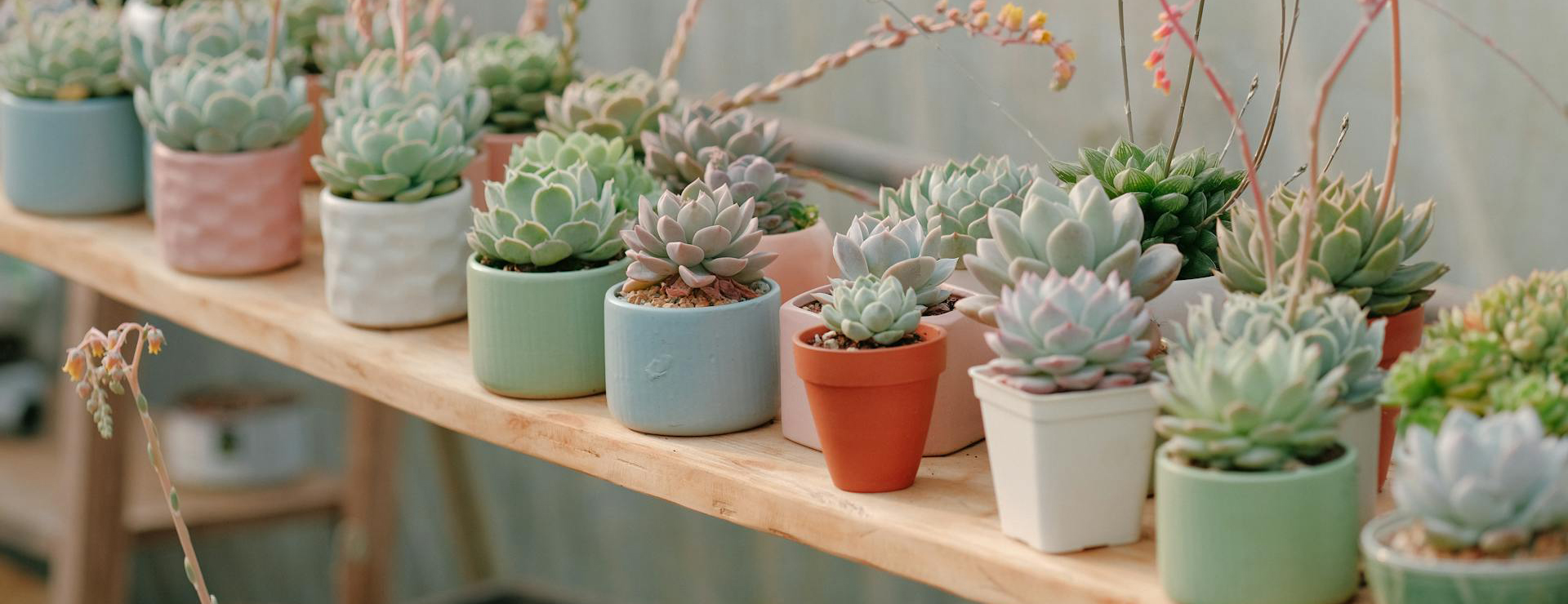 Indoor Plants -Indoor Plants pexels nguyendesigner 16771337