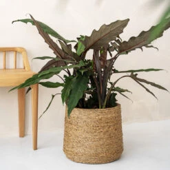 Patt Plant Pot - Straw Grass -Indoor Plants pottery pots Patt straw 2