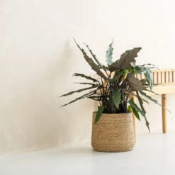 Patt Plant Pot - Straw Grass -Indoor Plants pottery pots Patt straw 3