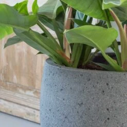 Mini Orb Cement & Stone Plant Pot - Granite Grey 8 Mini Orb Cement & Stone Plant Pot - Granite Grey -Indoor Plants pottery pots stone orb 2