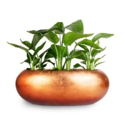 Metallic Boat Planter - Matt Copper -Indoor Plants strelitzia combo Metallic Boat Planter Matt Copper 56x23x20cm