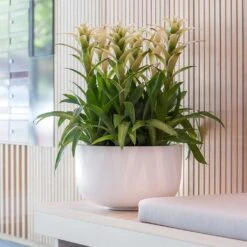 Sunny Essentials Bowl Planter - Matt White 9 Sunny Essentials Bowl Planter - Matt White -Indoor Plants sunny bowl planter essential matte white office plants
