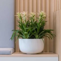 Indoor Plants -Indoor Plants sunny bowl planter essential matte white office reception plants