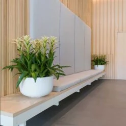 Sunny Essentials Bowl Planter - Matt White 10 Sunny Essentials Bowl Planter - Matt White -Indoor Plants sunny bowl planters essential matte white office reception plants